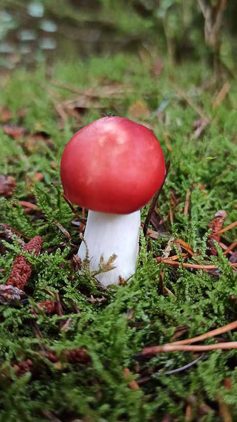 Woodlander Wales Woodland Mushrooms