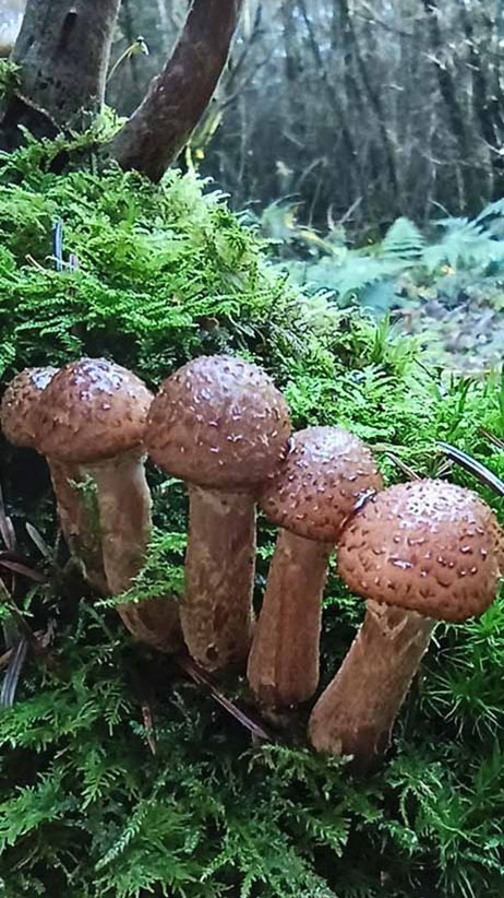 Woodlander Wales Woodland Mushrooms