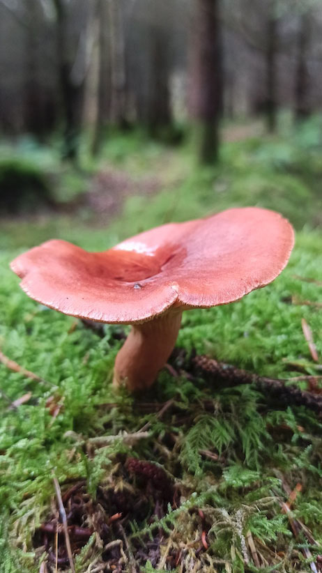 Woodlander Wales Woodland Mushrooms