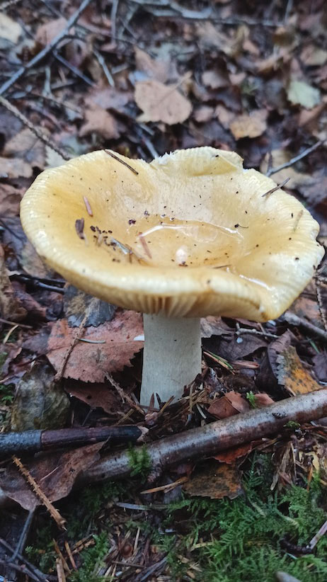 Woodlander Wales Woodland Mushrooms