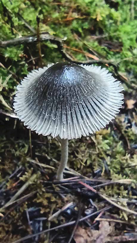 Woodlander Wales Woodland Mushrooms