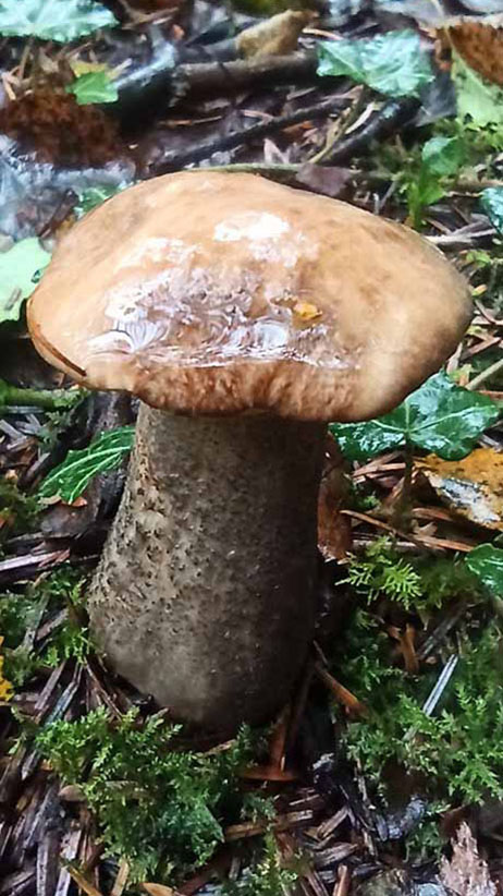 Woodlander Wales Woodland Mushrooms