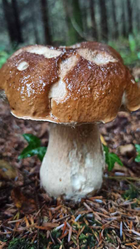 Woodlander Wales Woodland Mushrooms