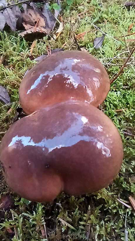 Woodlander Wales Woodland Mushrooms