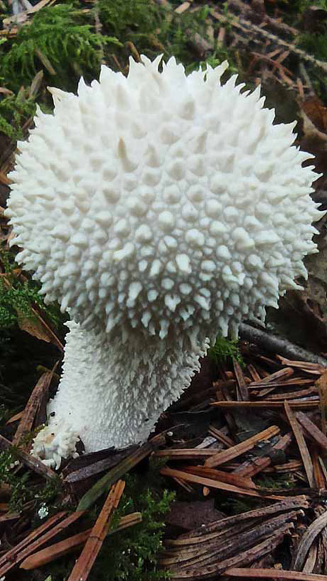 Woodlander Wales Woodland Mushrooms