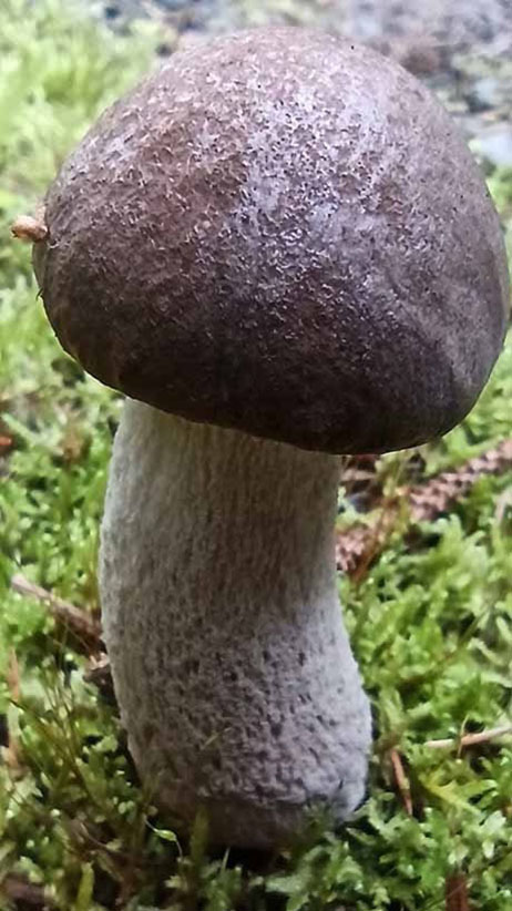 Woodlander Wales Woodland Mushrooms