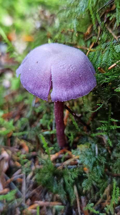 Woodlander Wales Woodland Mushrooms