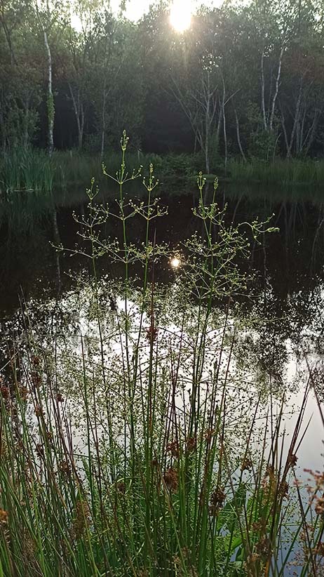 Woodlander Wales Pond Creation