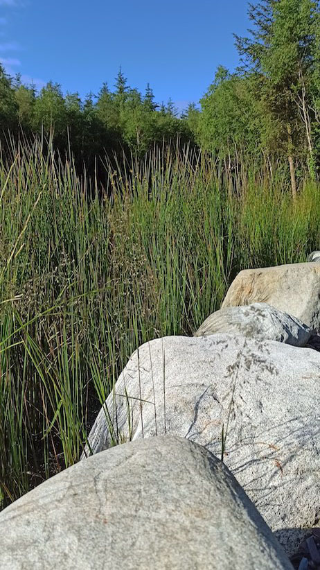 Woodlander Wales Pond Boulders