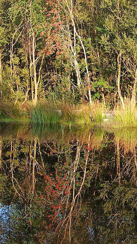 Woodlander Wales Pond Creation