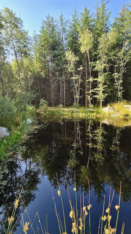 Woodlander Wales Pond Creation